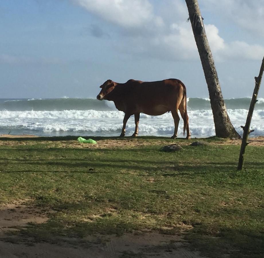 Sundance Surf Coconut Point Otel Weligama Dış mekan fotoğraf